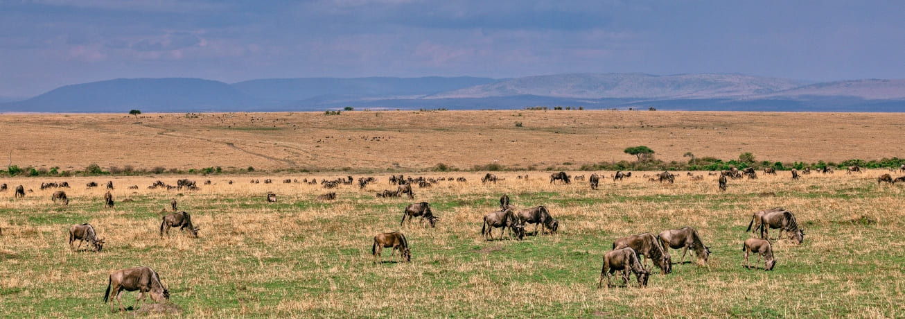 wildebeest migration safari in kenya